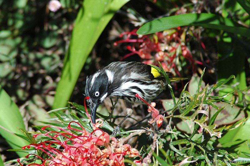 New Holland Honeyeater 100 